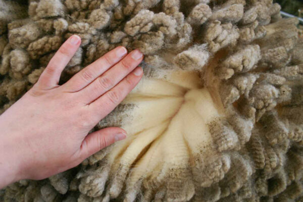 wool comes from the fleece of sheep