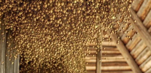 Flax before being made into linen