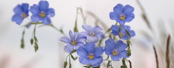 Flowering flax plant