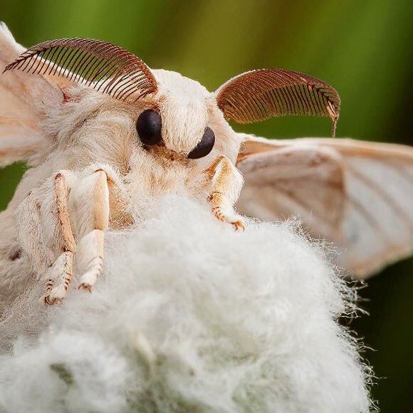 Three life stages of the mulberry silkworm, whose cocoons give us natural silk