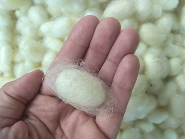 Yellow silk cocoon of a hybrid silk moth