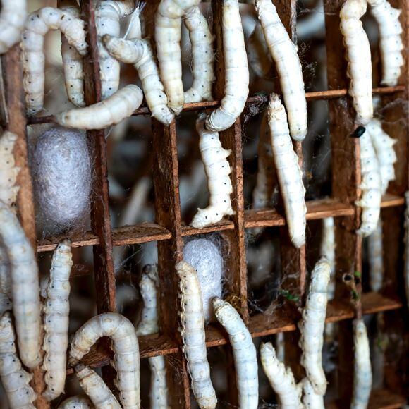 Three life stages of the mulberry silkworm, whose cocoons give us natural silk