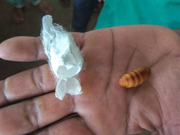 A live pupa of the mulberry silk moth