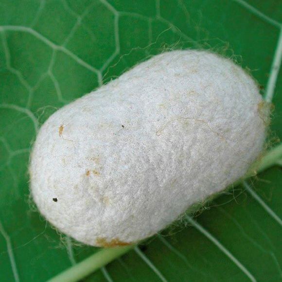 Three life stages of the mulberry silkworm, whose cocoons give us natural silk